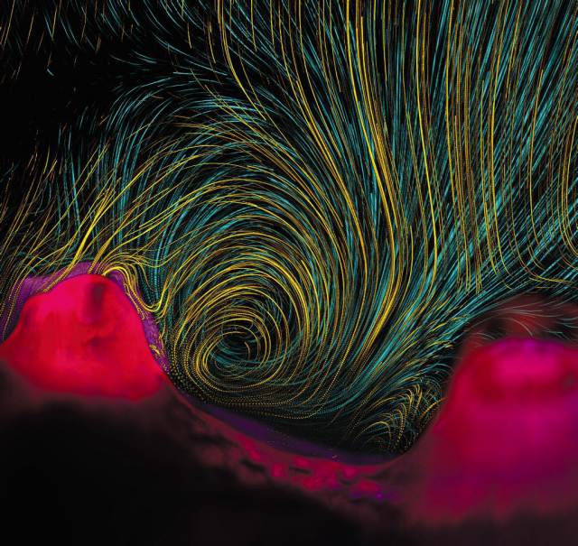 Invisible Coral Flows - Vicente I. Fernandez, Orr H. Shapiro, Melissa S. Garren, Assaf Vardi, and Roman Stocker 제공